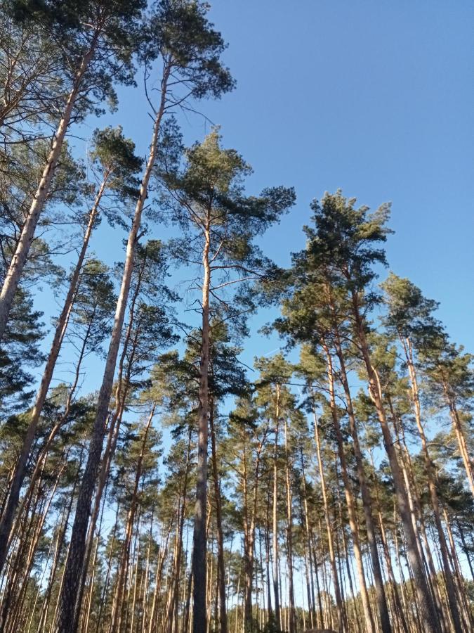 Ferienzimmer Waldzauber Borkwalde Екстериор снимка
